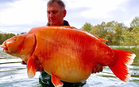 世界上最大的金魚已活20年重達約61斤，居然被人釣上岸