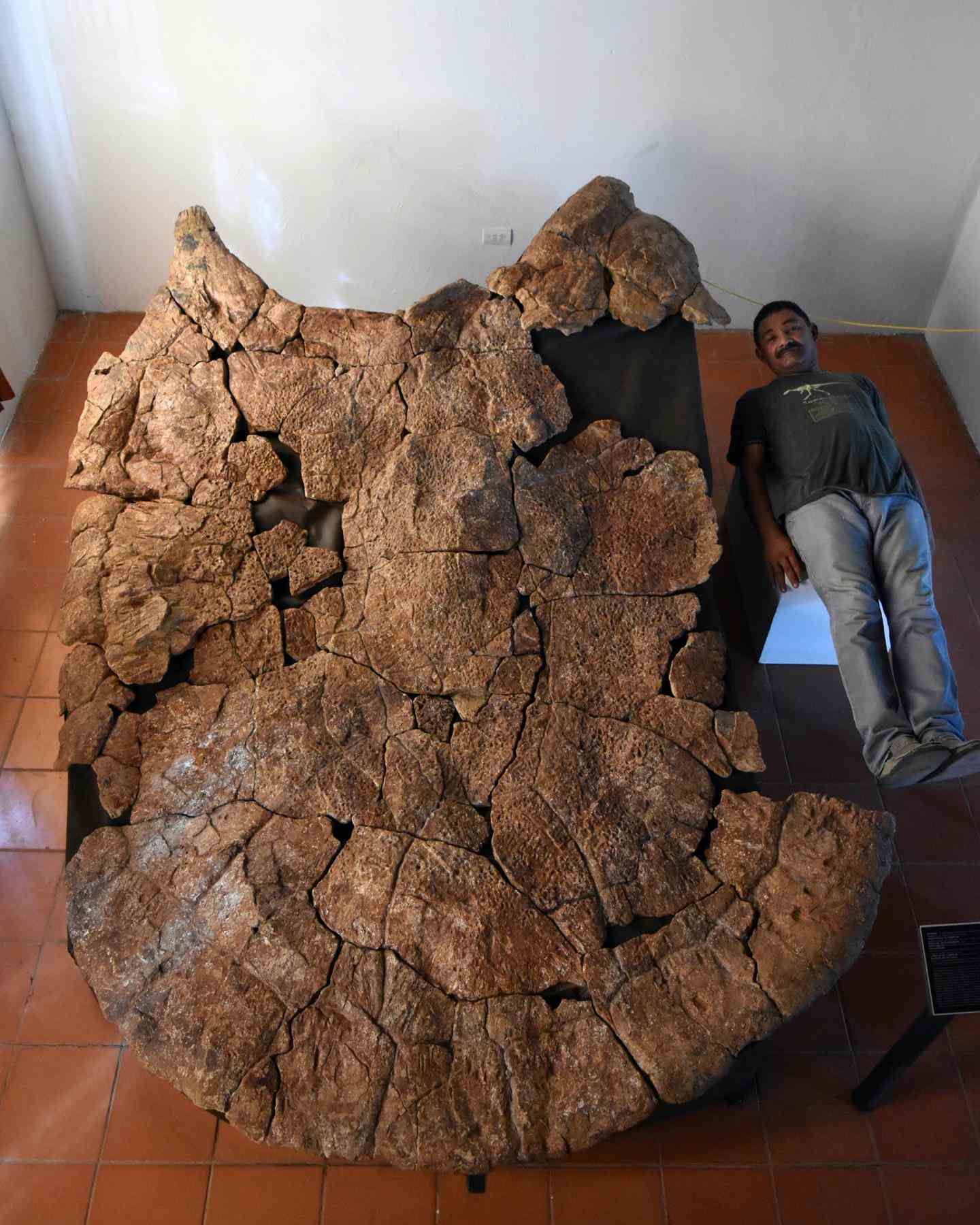 男人躺下到10尺龜殼化石