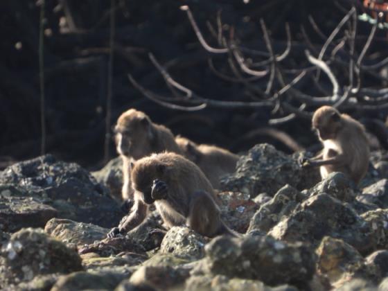 一只長尾獼猴用石頭撞擊食物來源