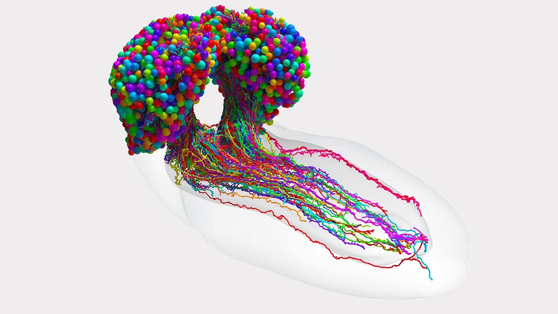 彩色球體大腦兩個半球的形狀，底部有幾根五顏六色的繩子